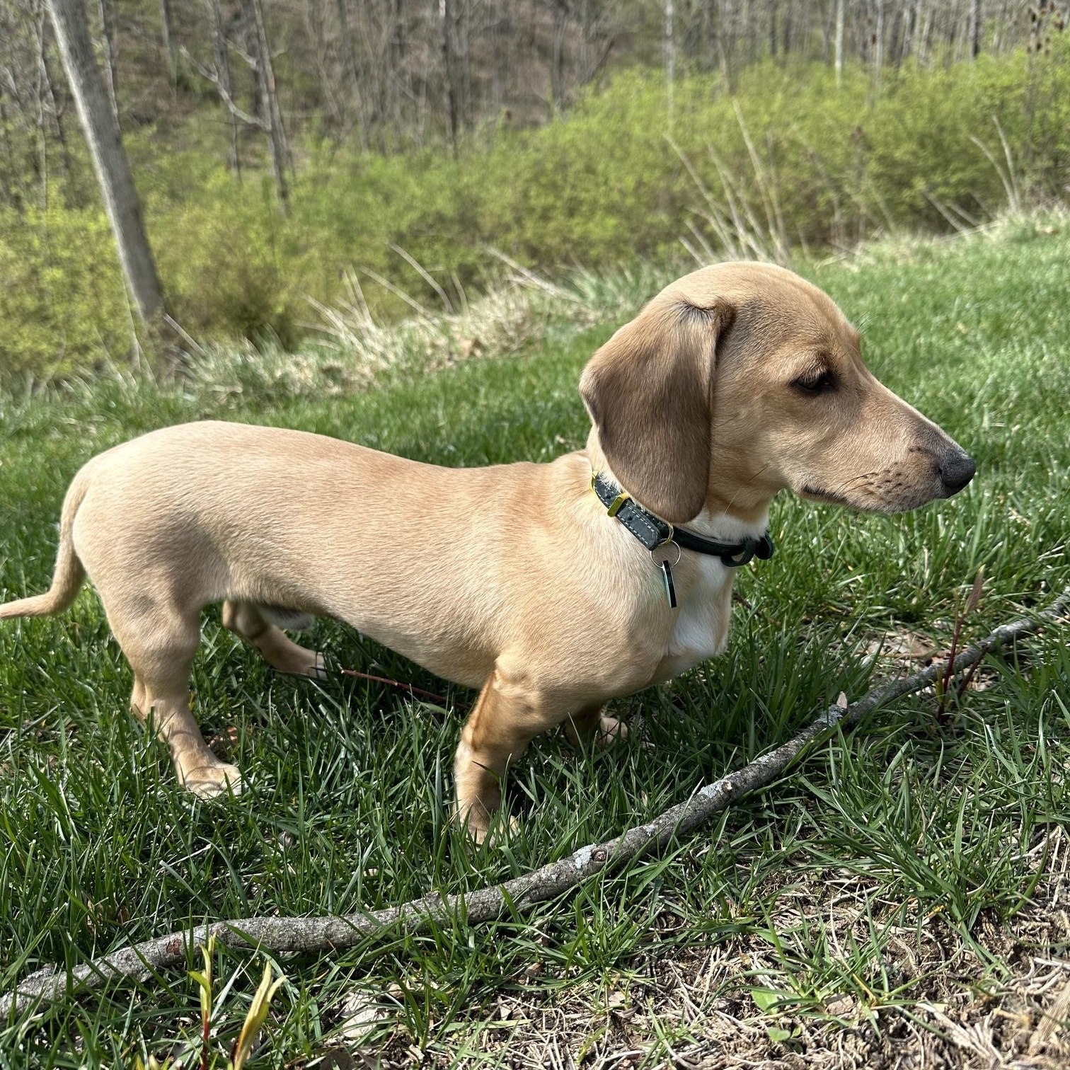 Dash - OHIO ONLY, a ADOPTABLE Dachshund in Lebanon, OH image 2/5
