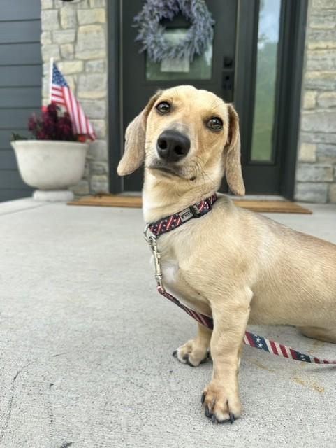 Dash - OHIO ONLY, a ADOPTABLE Dachshund in Lebanon, OH image 1/5