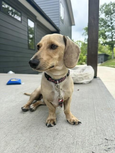 Dash - OHIO ONLY, a ADOPTABLE Dachshund in Lebanon, OH image 3/5