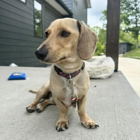 Enlarge Dash - OHIO ONLY, a Adoptable Dachshund in Lebanon, OH image 4/6