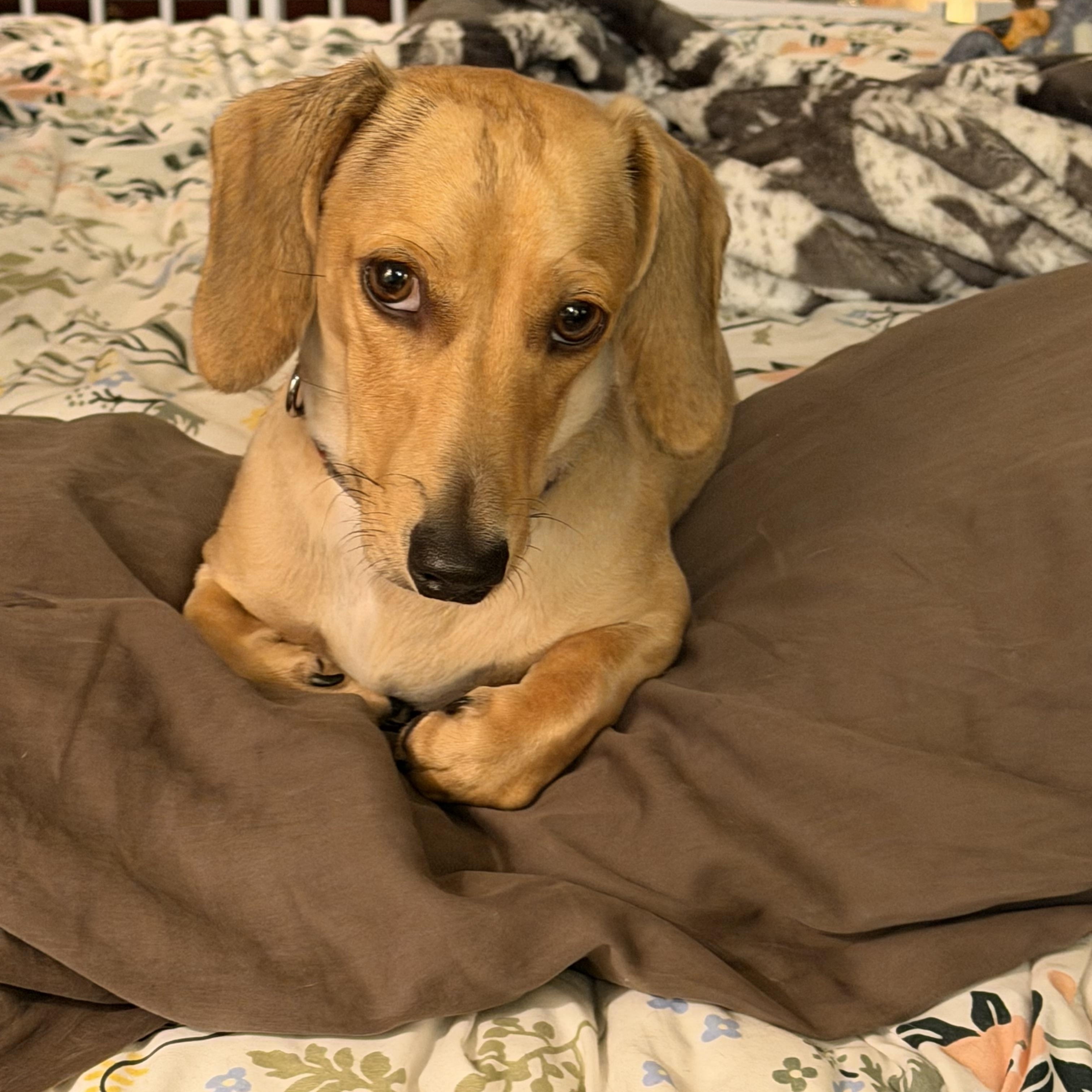 Dash - OHIO ONLY, a ADOPTABLE Dachshund in Lebanon, OH image 6/6