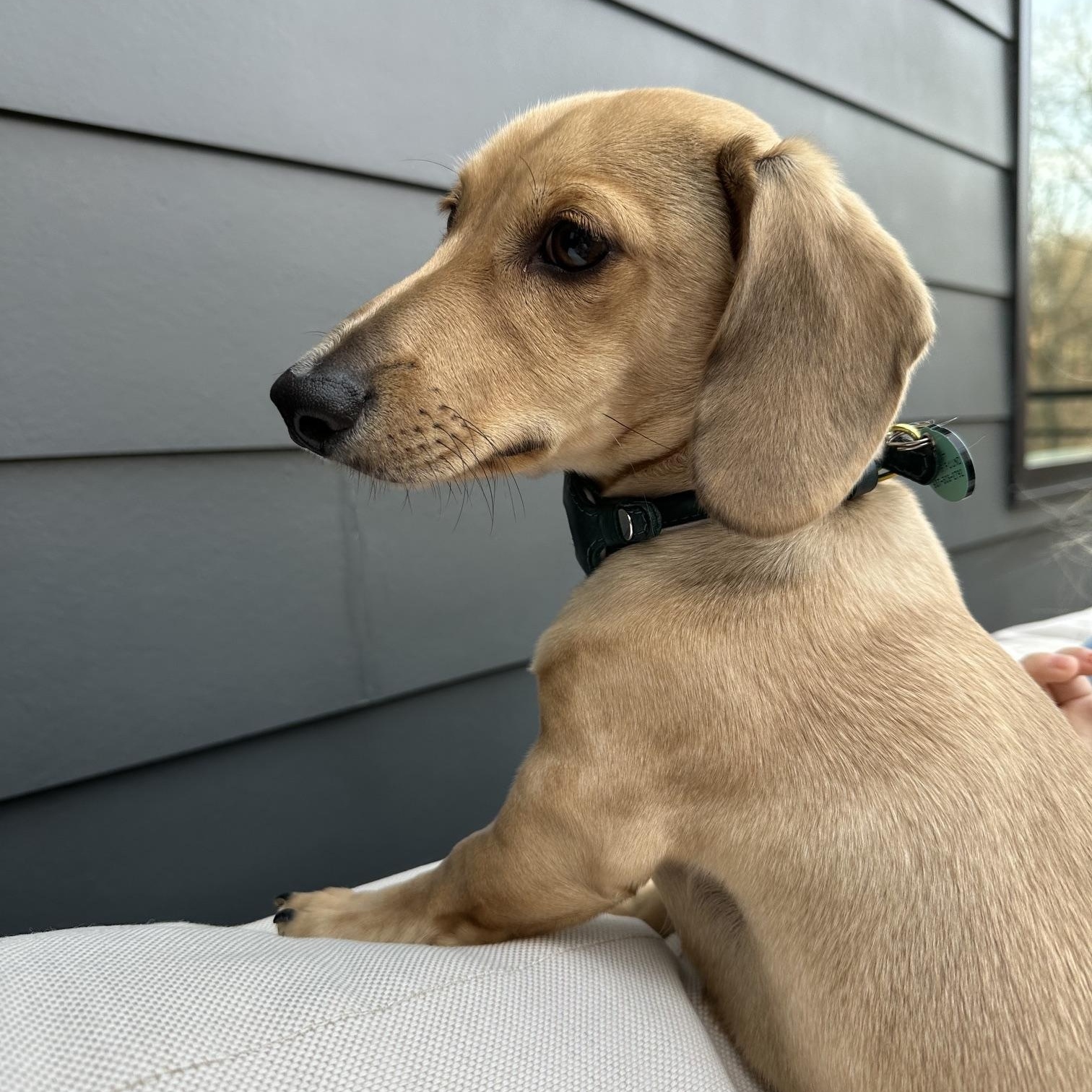 Dash - OHIO ONLY, a ADOPTABLE Dachshund in Lebanon, OH image 5/5