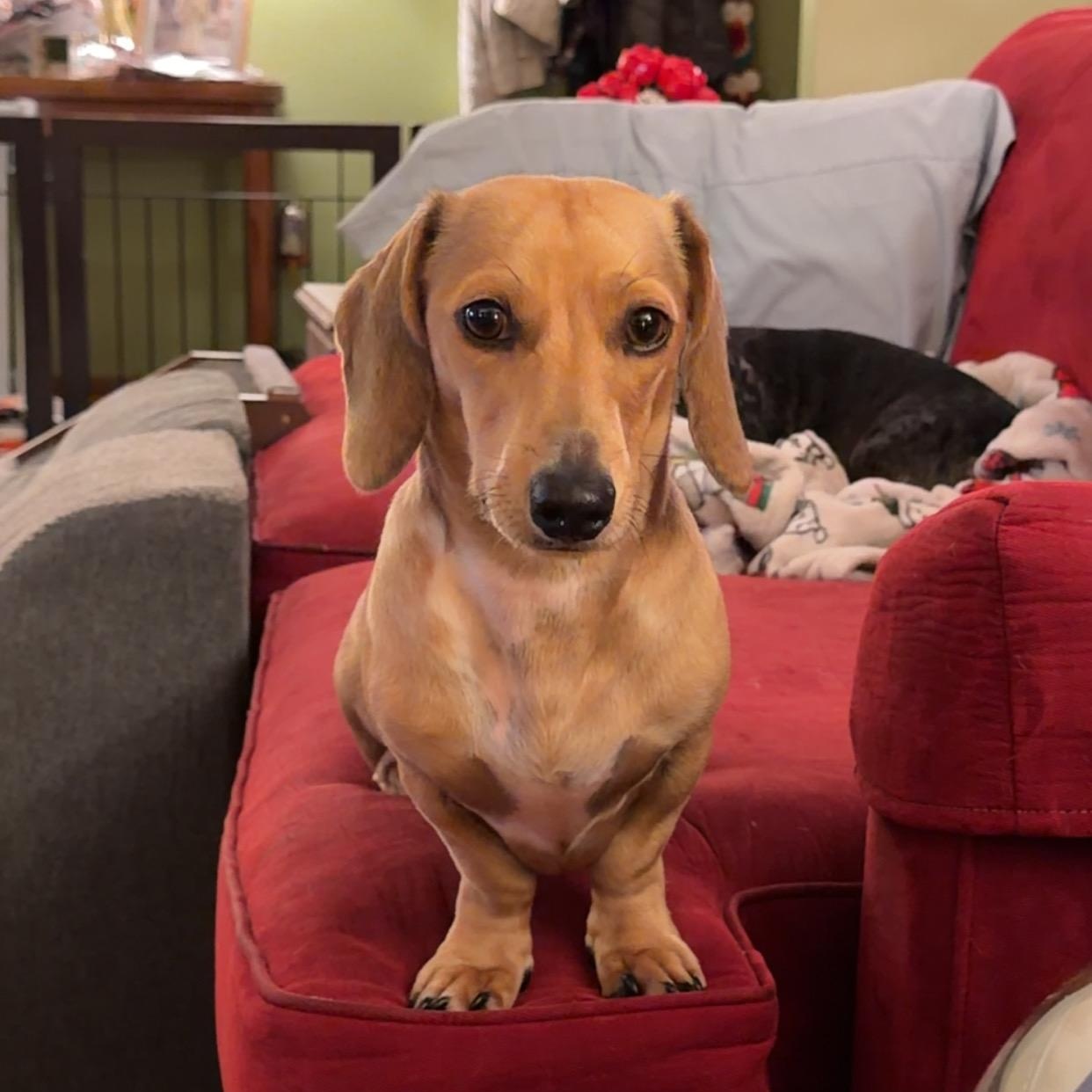 Dash - OHIO ONLY, Adoptable, Puppy Male Dachshund.