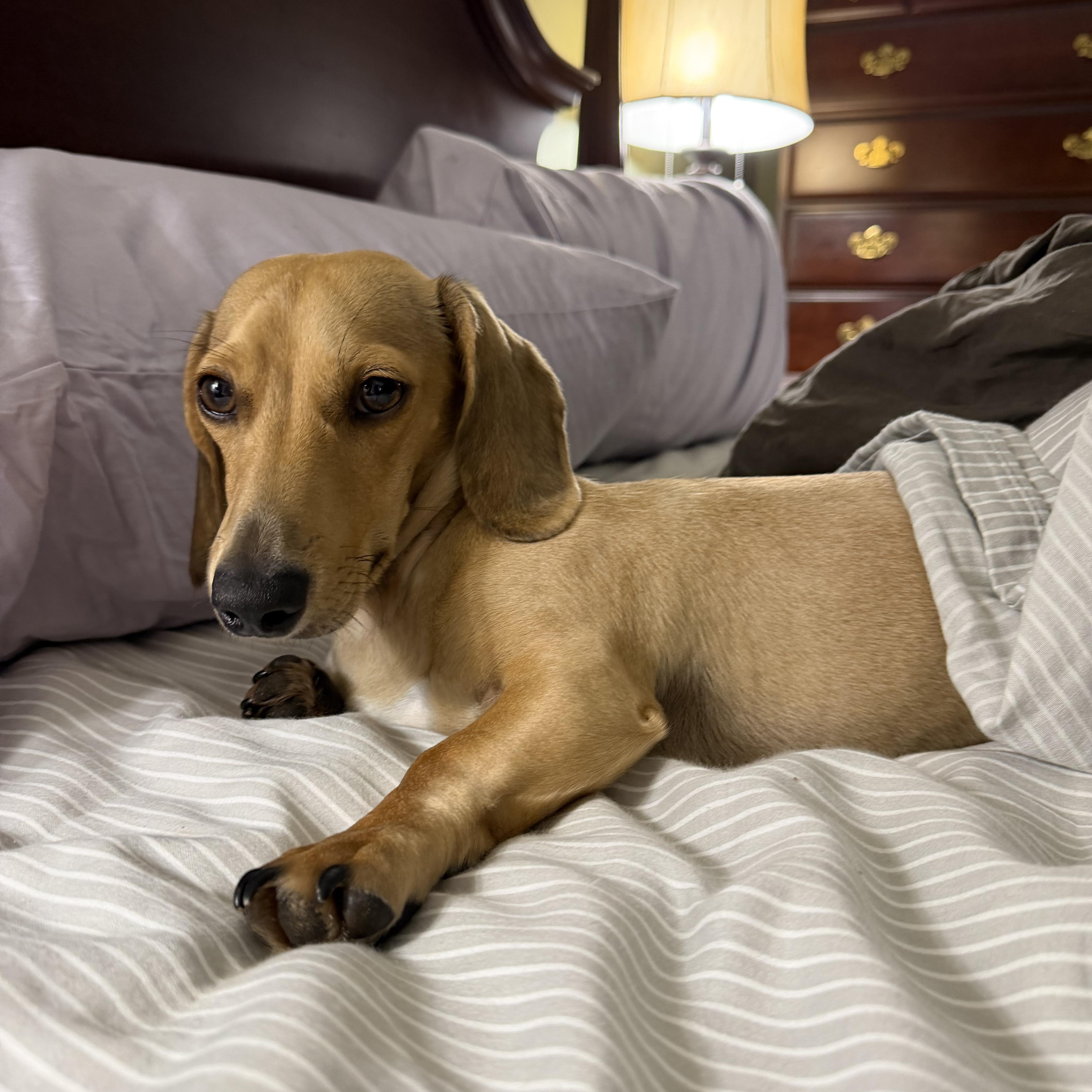 Enlarge Dash - OHIO ONLY, a Adoptable Dachshund in Lebanon, OH image 2/6