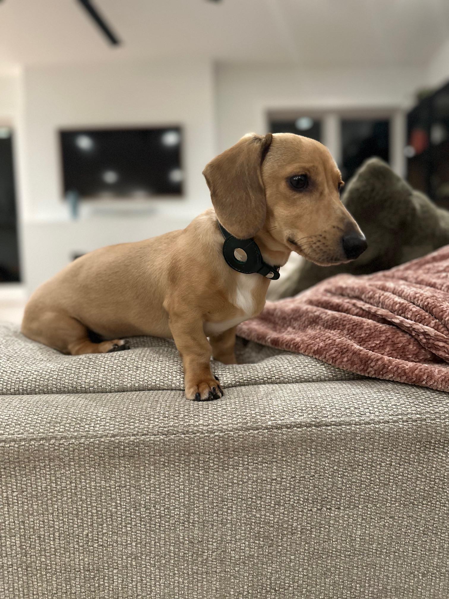 Dash - OHIO ONLY, a ADOPTABLE Dachshund in Lebanon, OH image 4/5
