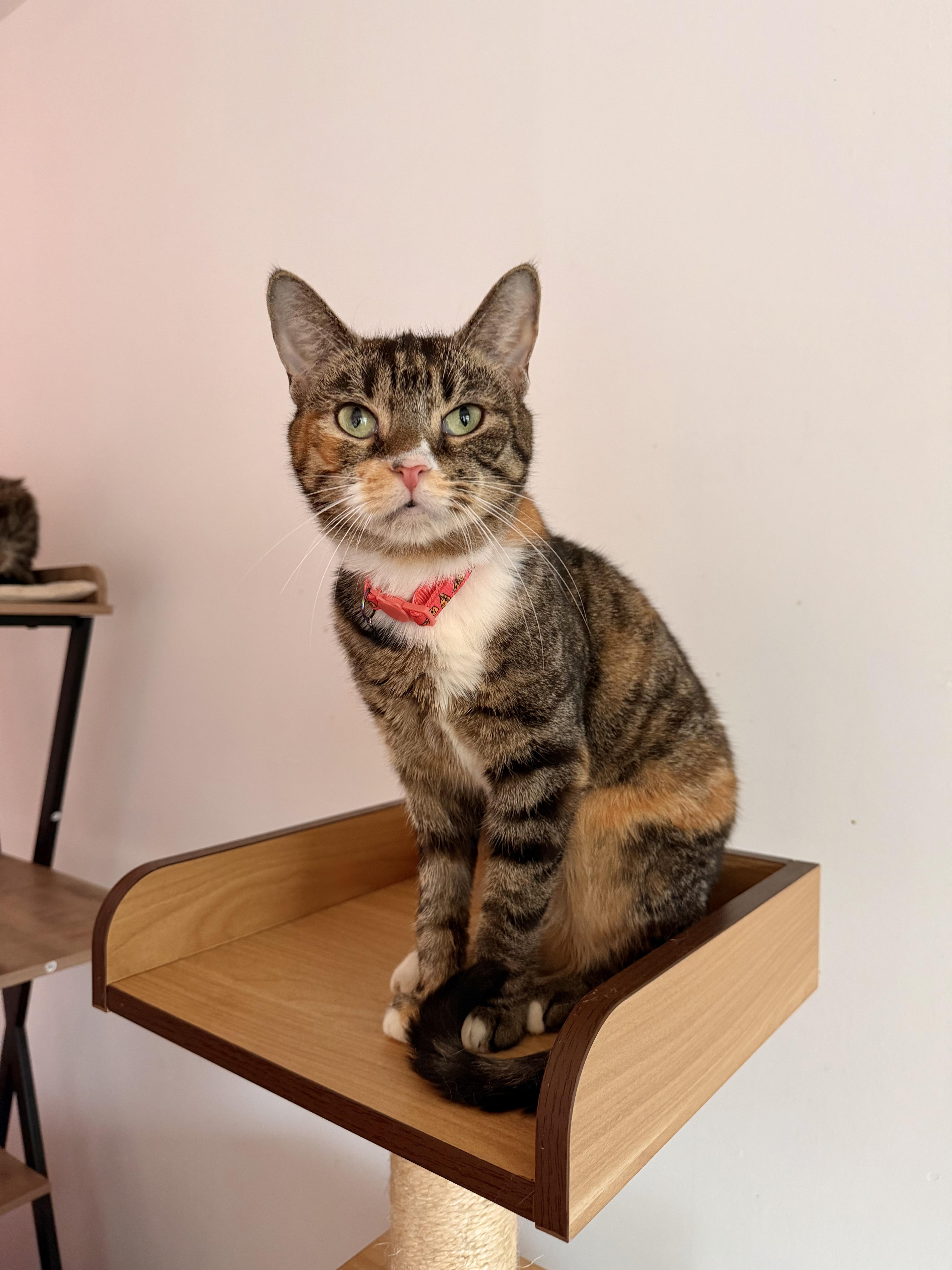 CHAI, adopted, Young Female Tabby & Calico.