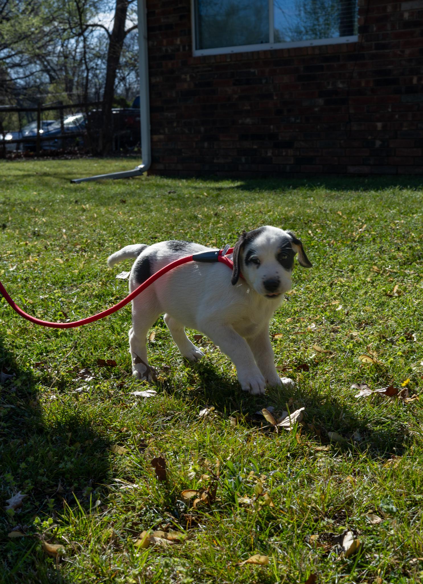 Cow, Adoptable, Puppy Male Basset Hound.