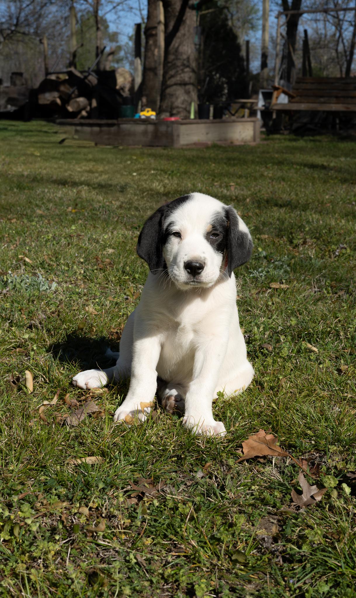 Enlarge Cow, a Adoptable mixed breed in TULSA, OK image 2/2