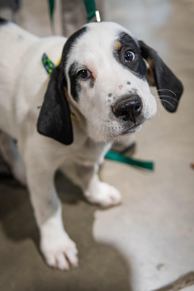 Enlarge Cow, a Adoptable mixed breed in TULSA, OK image 3/4