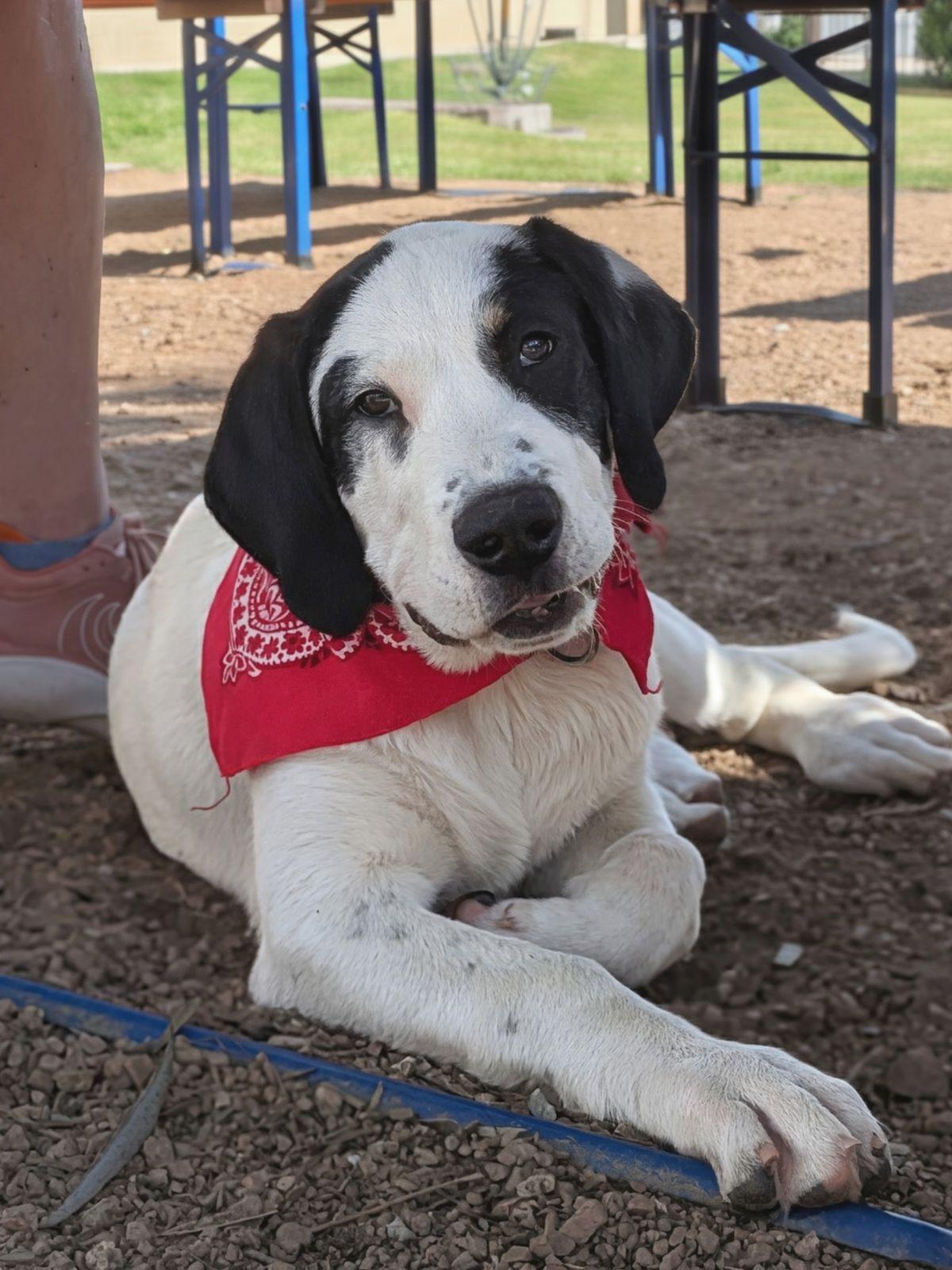 Cow, Adoptable, Puppy Male Great Pyrenees & Bluetick Coonhound.
