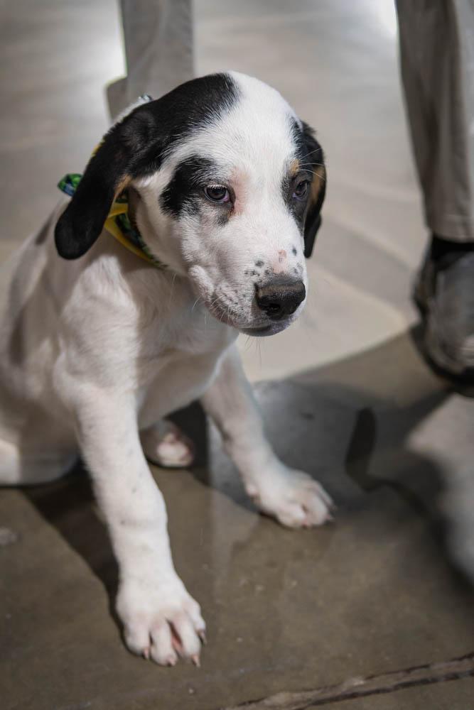 Enlarge Cow, a Adoptable mixed breed in TULSA, OK image 4/4