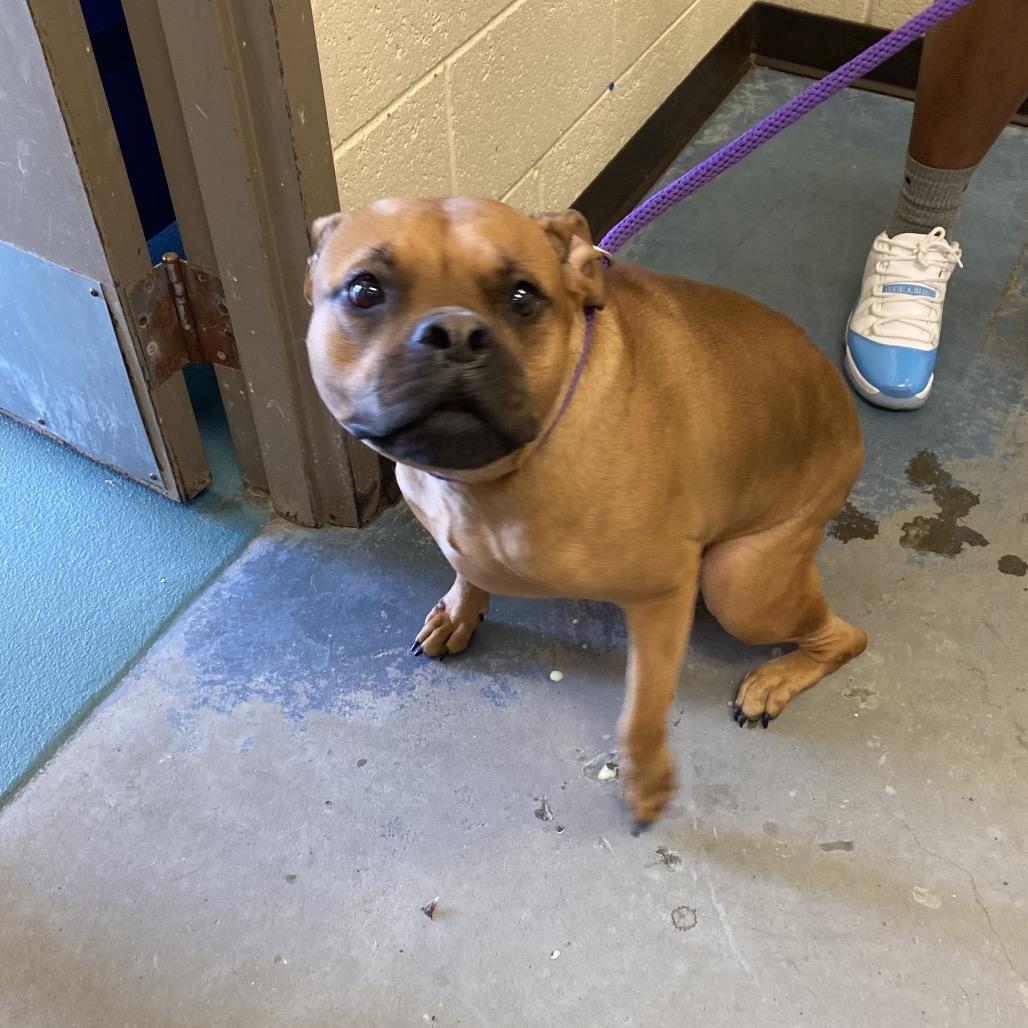 Enlarge Dior, a Adoptable Mixed Breed in Memphis, TN image 1/3