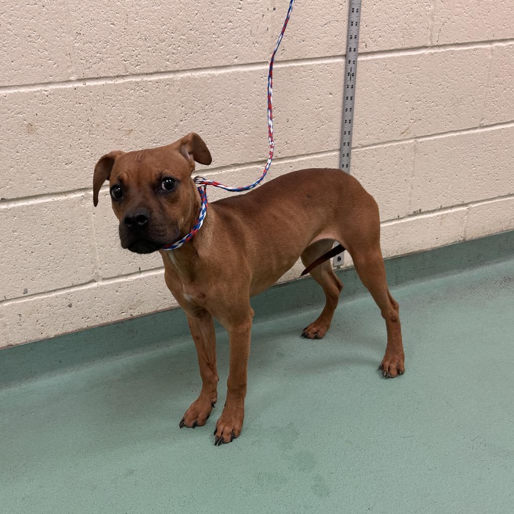 Enlarge Dior, a Adoptable Mixed Breed in Memphis, TN image 2/3