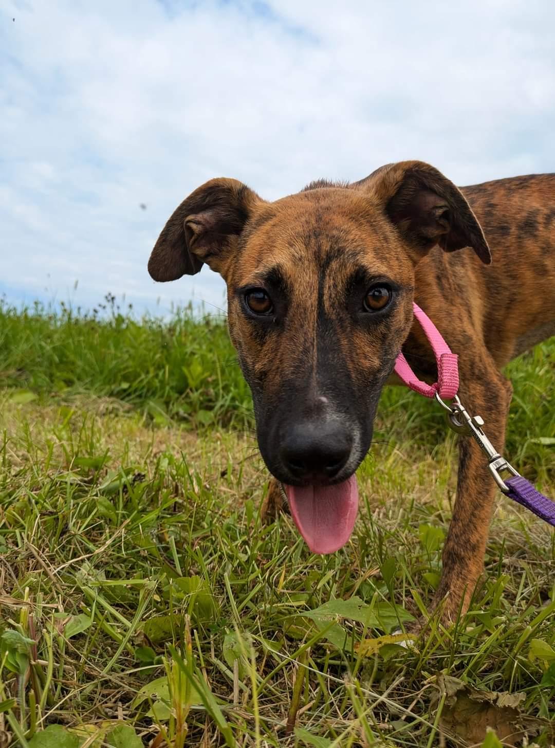 Enlarge Bonnie, a Adoptable Black Mouth Cur in Ridgefield, CT image 1/3