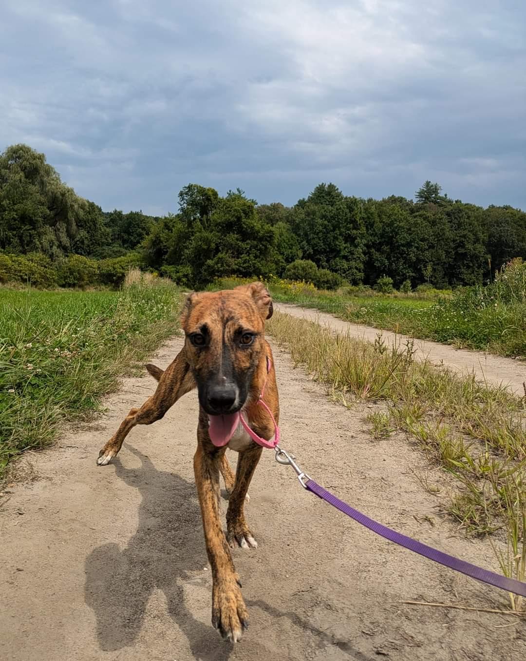 Enlarge Bonnie, a Adoptable Black Mouth Cur in Ridgefield, CT image 2/3