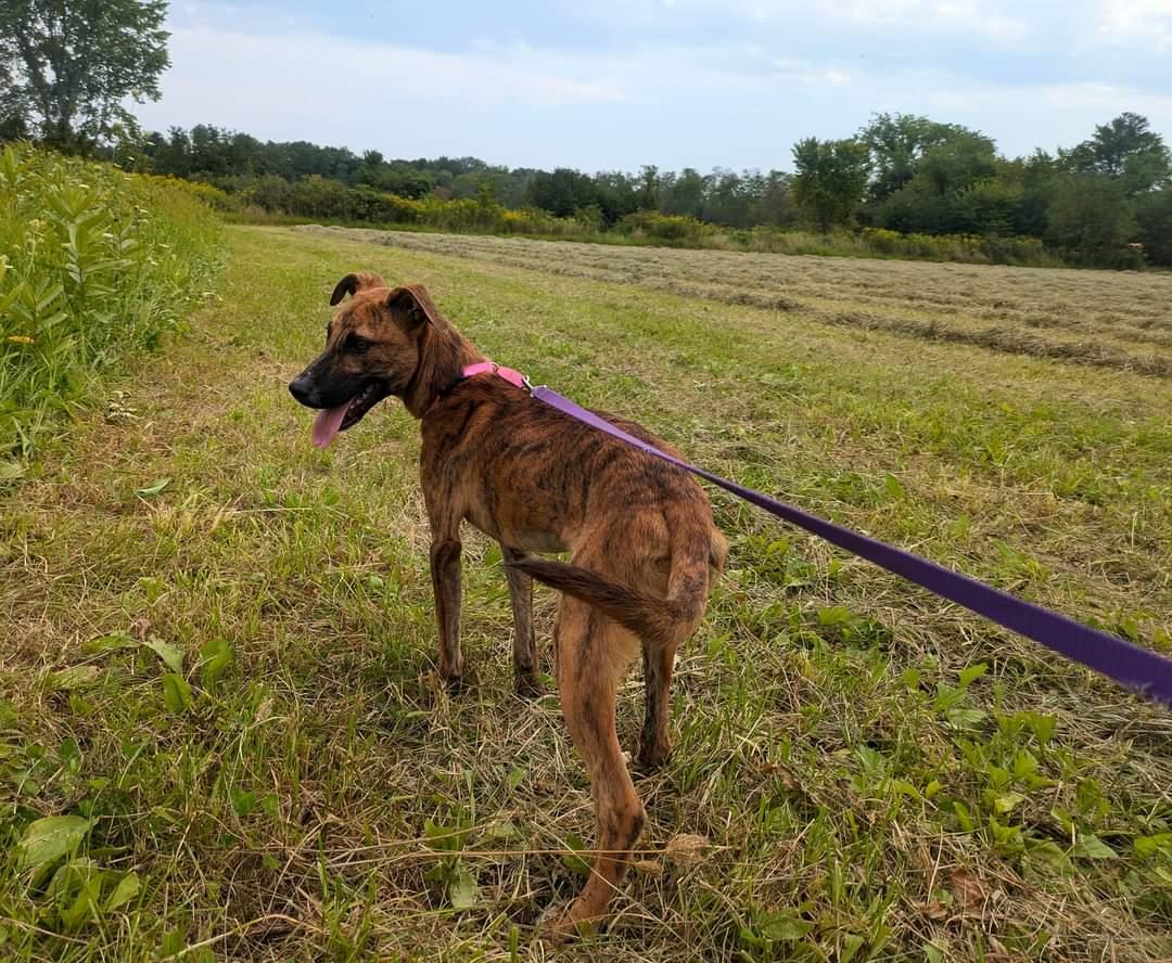 Enlarge Bonnie, a Adoptable Black Mouth Cur in Ridgefield, CT image 3/3