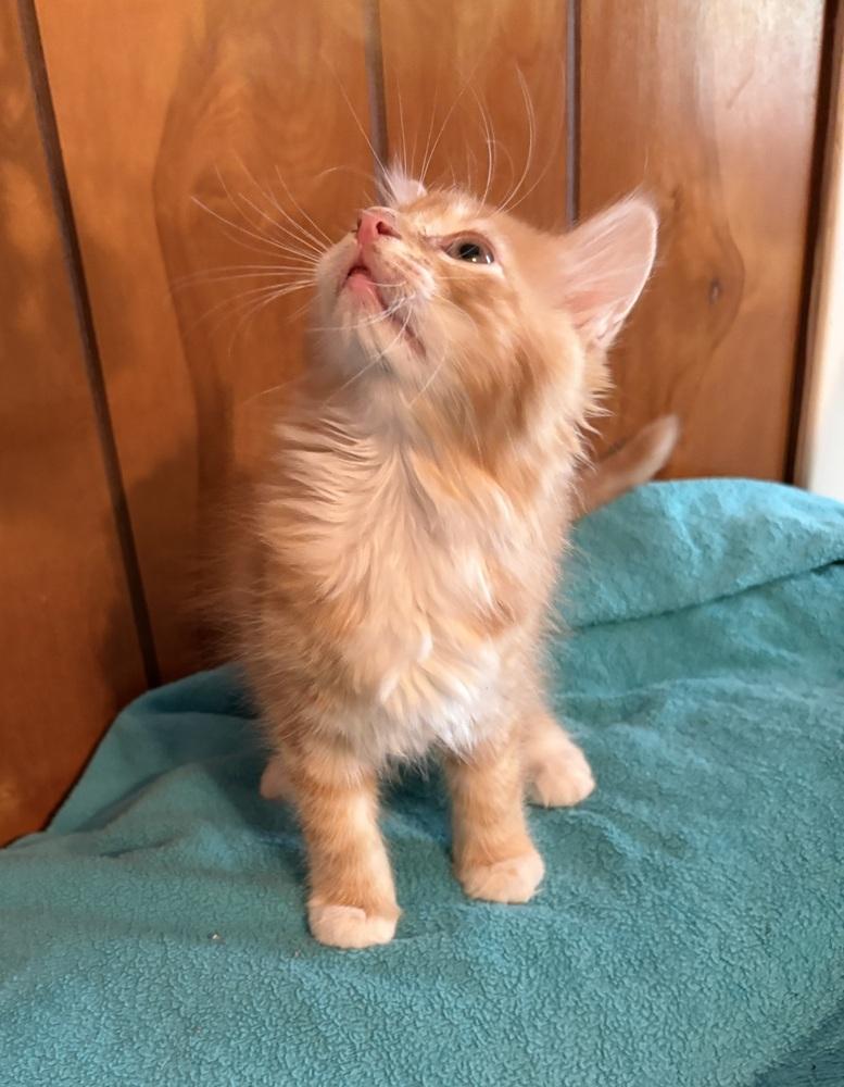Clementine, Adoptable, Kitten Female Domestic Long Hair.