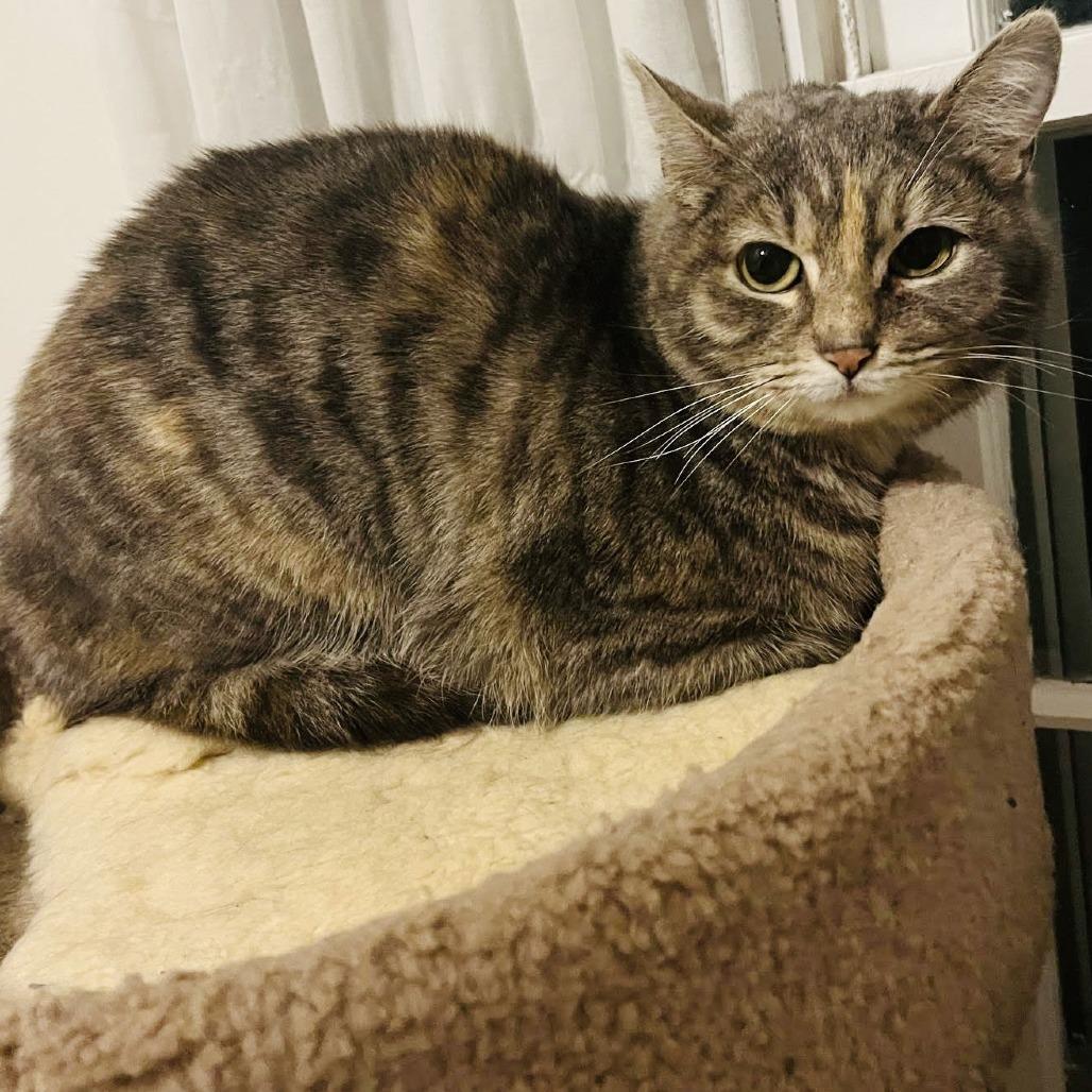 Momo C10323, a Adoptable Domestic Short Hair in Princeton, MN image 1/5