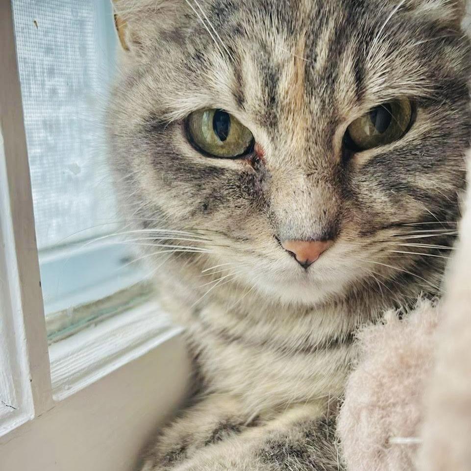 Momo C10323, a Adoptable Domestic Short Hair in Princeton, MN image 3/5