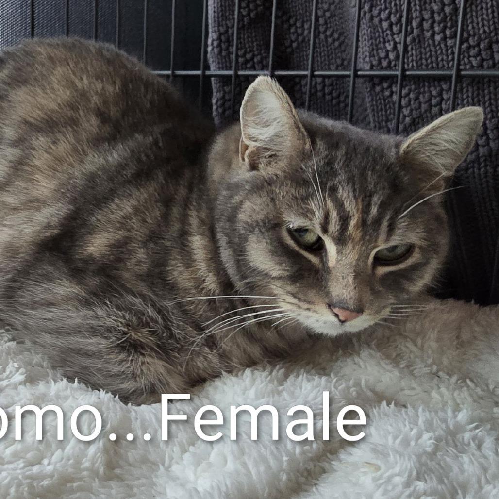 Momo C10323, a Adoptable Domestic Short Hair in Princeton, MN image 4/5