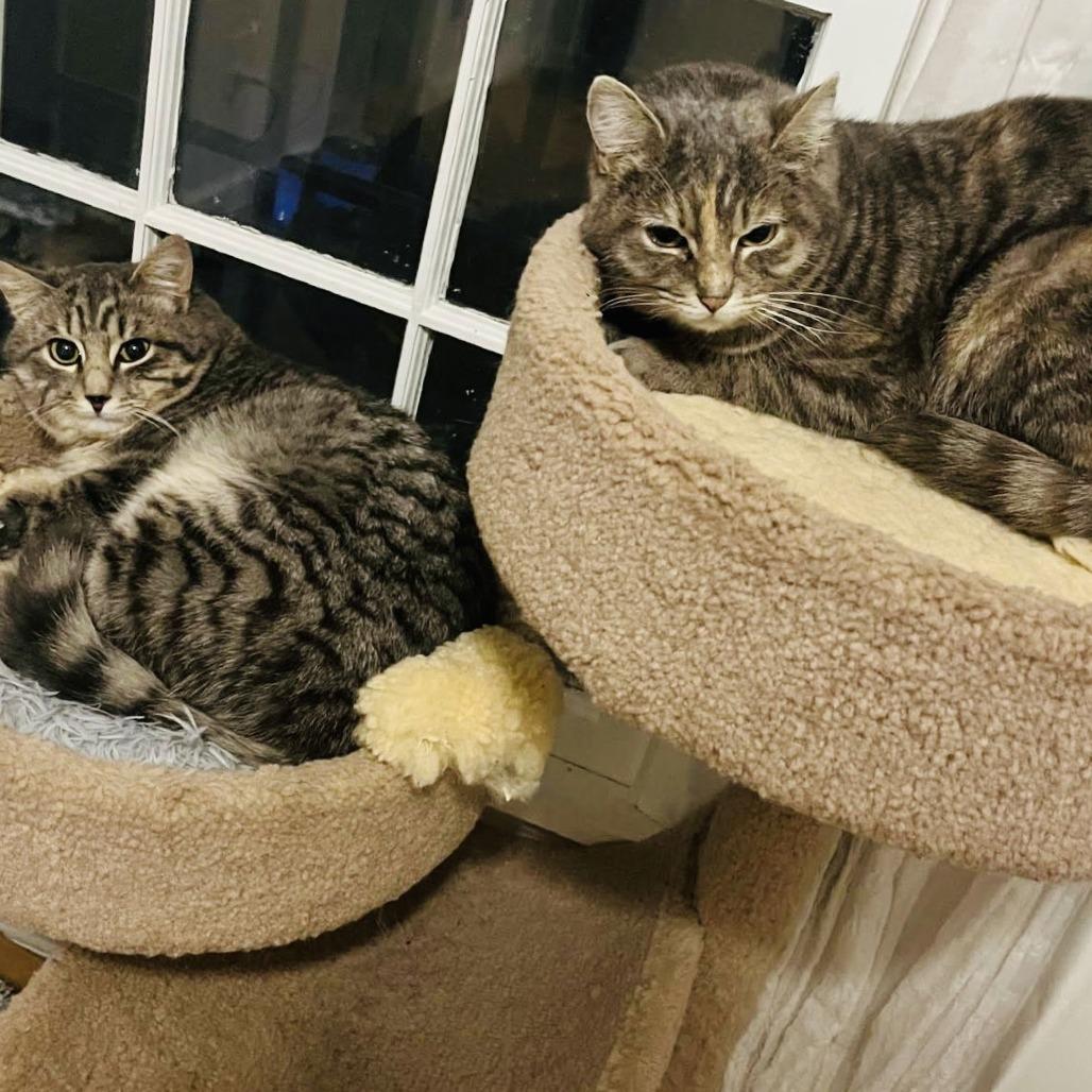 Momo C10323, a Adoptable Domestic Short Hair in Princeton, MN image 5/5