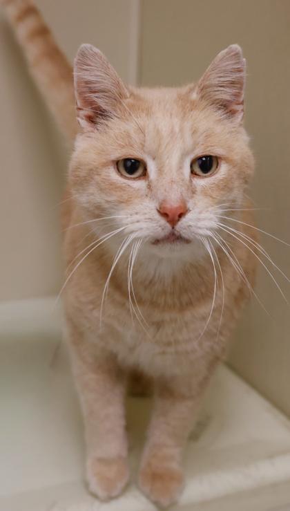 Pumpkin, Adoptable, Senior Male Domestic Short Hair & Domestic Short Hair.