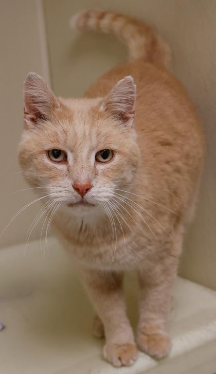 Enlarge Pumpkin, a Adoptable mixed breed in Baraboo, WI image 2/3