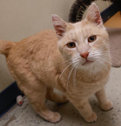 Enlarge Pumpkin, a Adoptable mixed breed in Baraboo, WI image 3/3