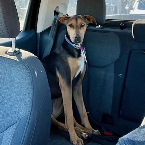 Enlarge Lacy, a ADOPTABLE mixed breed in Williston, VT image 2/6