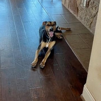 Enlarge Lacy, a ADOPTABLE mixed breed in Williston, VT image 6/6