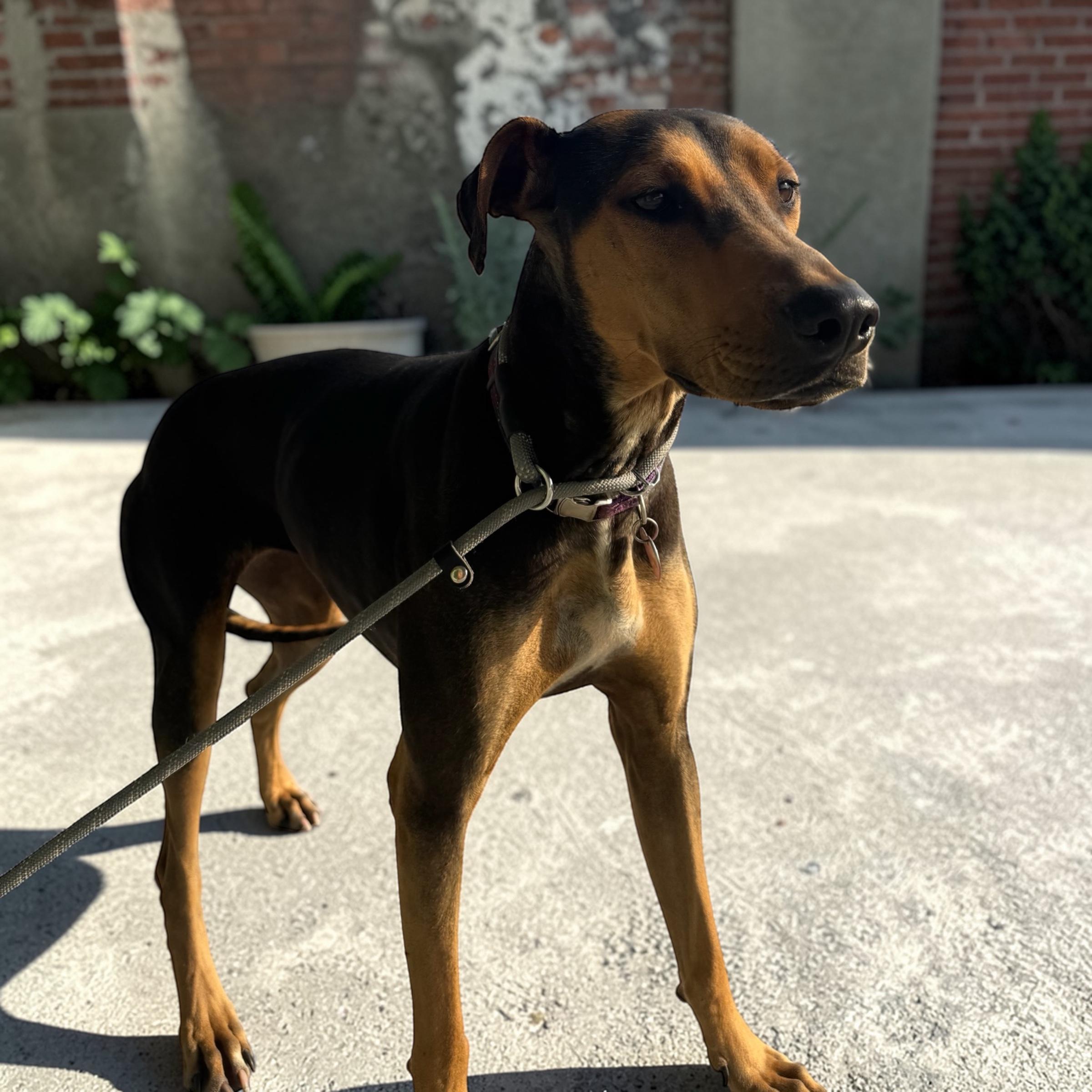 Lacy, ADOPTABLE, Young Female Hound.