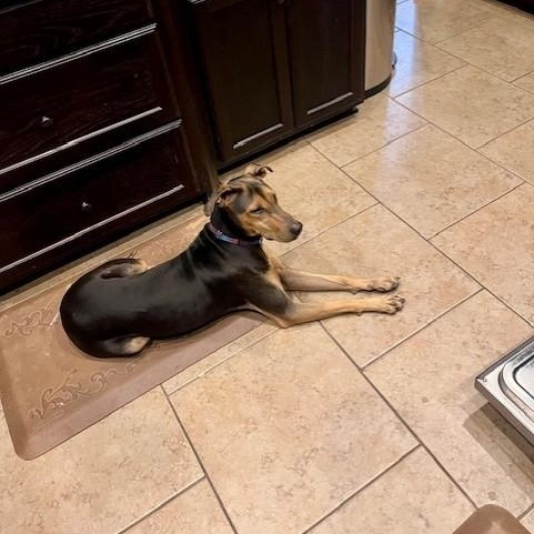 Enlarge Lacy, a ADOPTABLE mixed breed in Williston, VT image 5/6