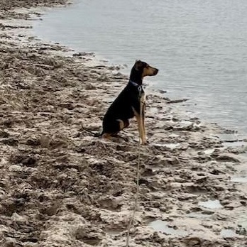 Enlarge Lacy, a ADOPTABLE mixed breed in Williston, VT image 3/6