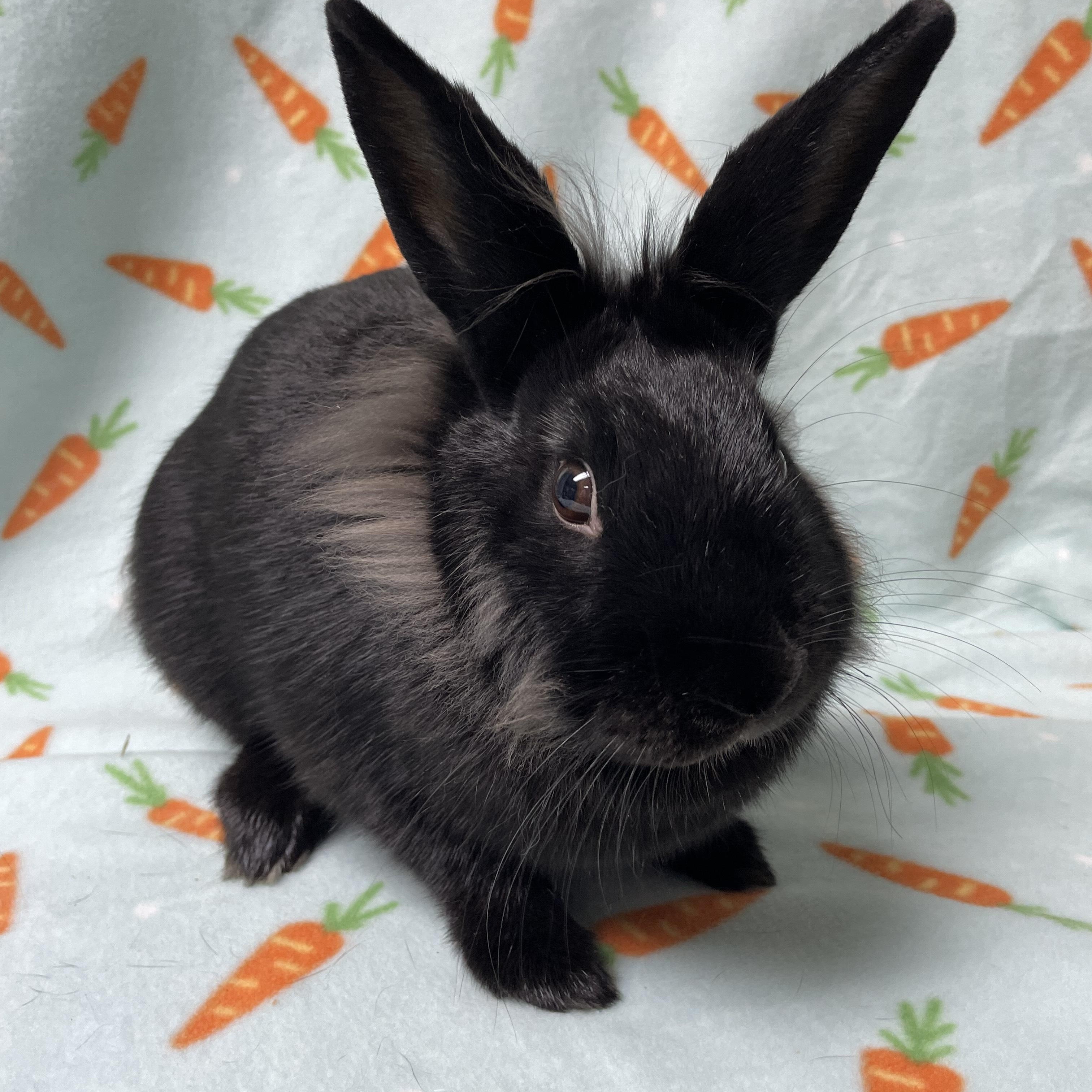 Bunna, Adoptable, Young Female Bunny Rabbit.