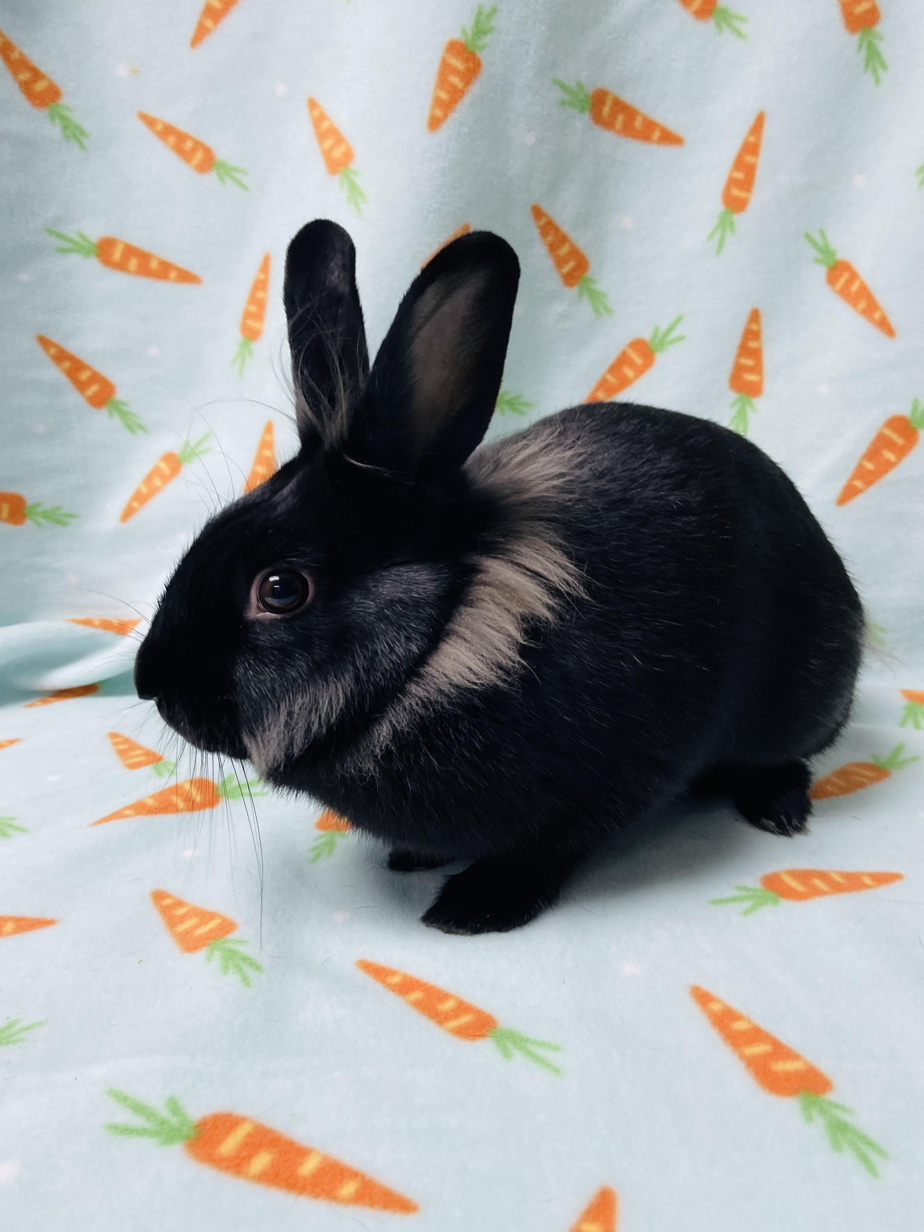 Bunna, a Adoptable Bunny Rabbit in Harrisburg, PA image 3/4