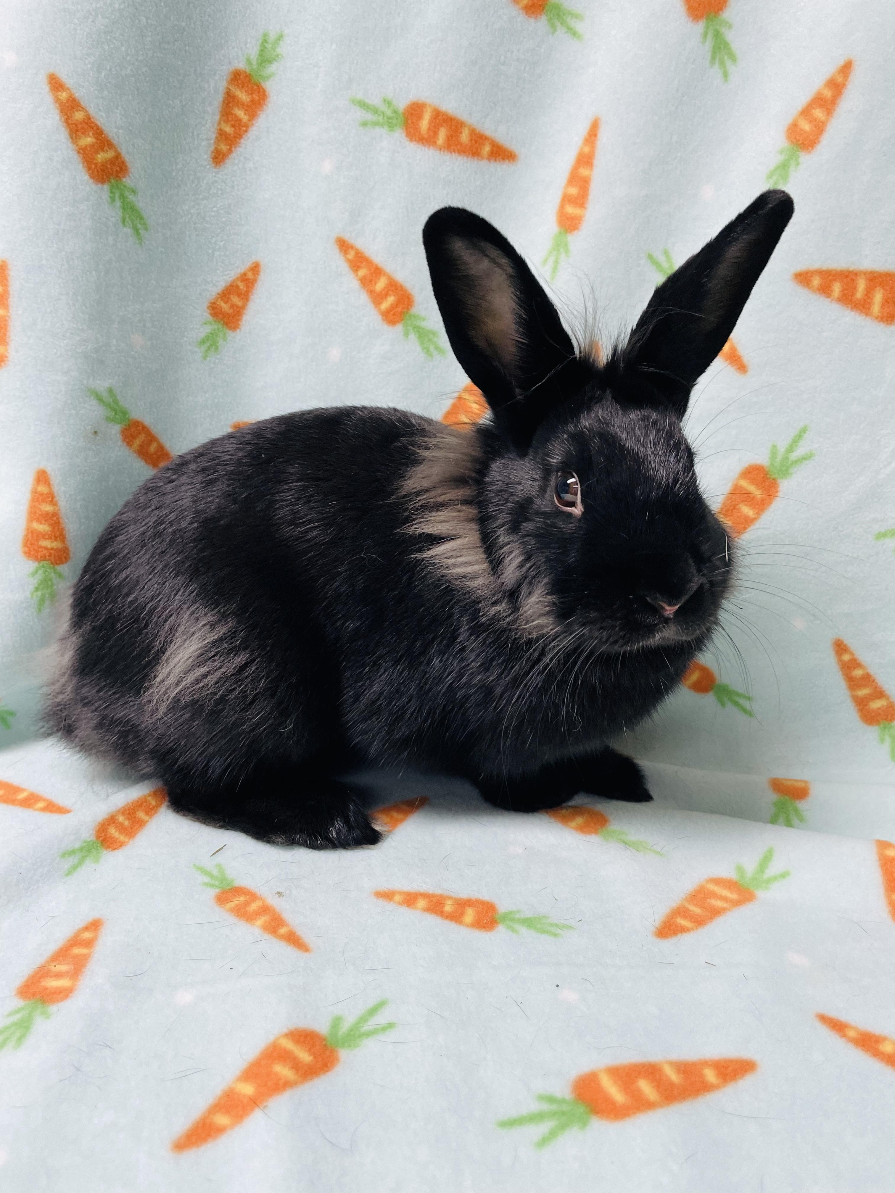 Bunna, a Adoptable Bunny Rabbit in Harrisburg, PA image 4/4