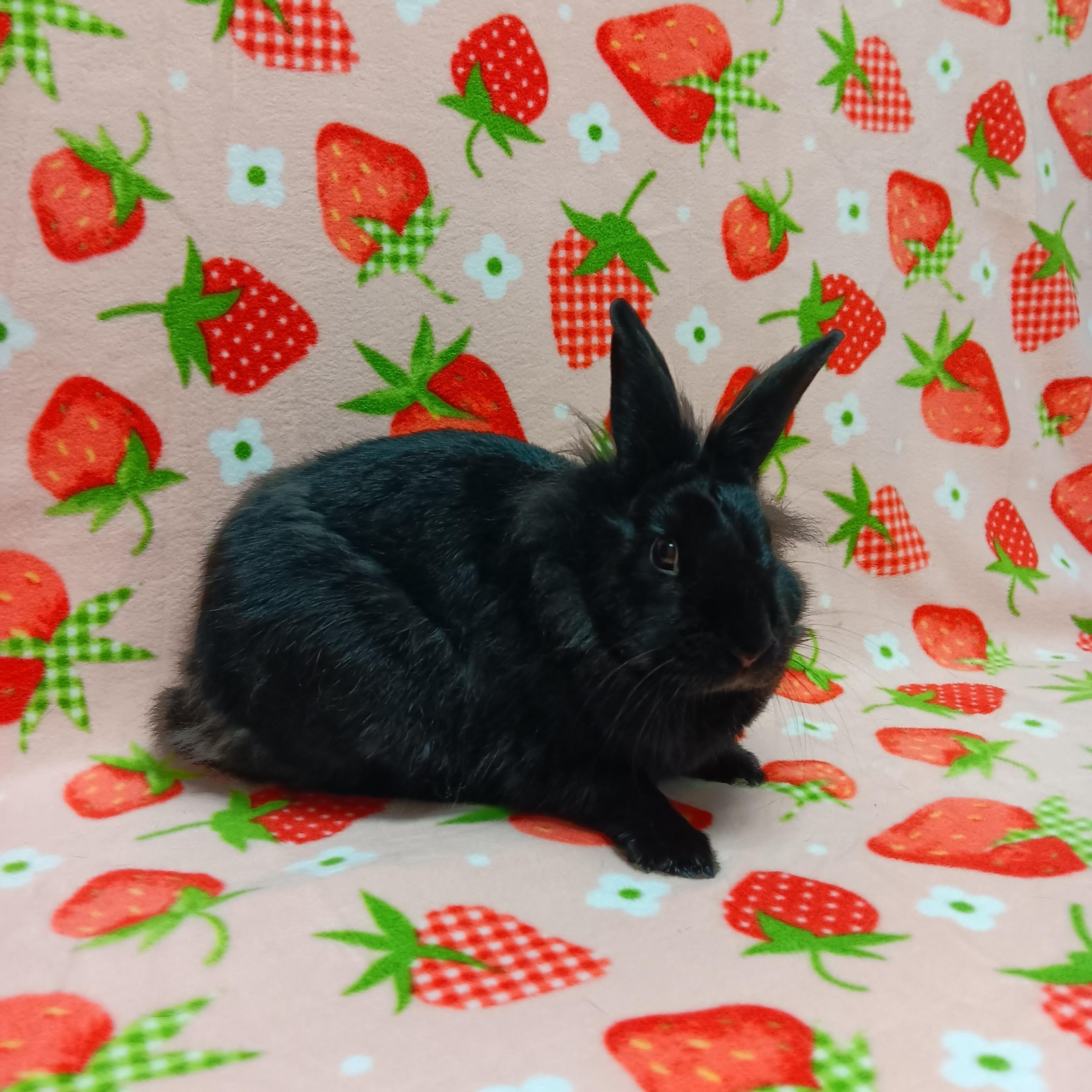 Bunna, a Adoptable Bunny Rabbit in Harrisburg, PA image 1/4
