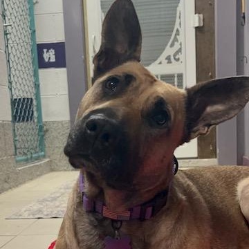 Enlarge Nala, a ADOPTABLE mixed breed in Westland, MI image 2/6