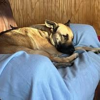 Enlarge Nala, a ADOPTABLE mixed breed in Westland, MI image 4/6