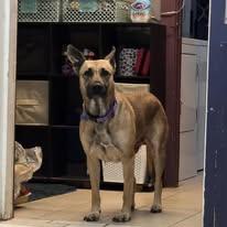 Enlarge Nala, a ADOPTABLE mixed breed in Westland, MI image 5/6