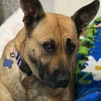 Enlarge Nala, a ADOPTABLE mixed breed in Westland, MI image 1/6