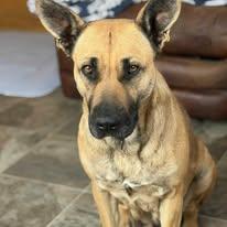 Enlarge Nala, a ADOPTABLE mixed breed in Westland, MI image 6/6