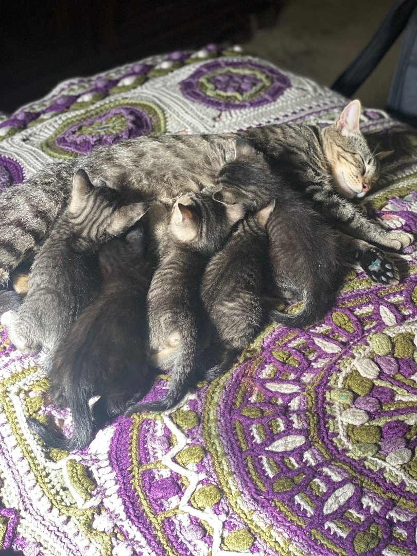 Summer and Cash, Adopted, Young Female American Shorthair.