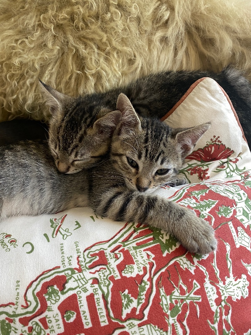 Enlarge Summer and Cash, a Adopted American Shorthair in Oceanside, CA image 2/5