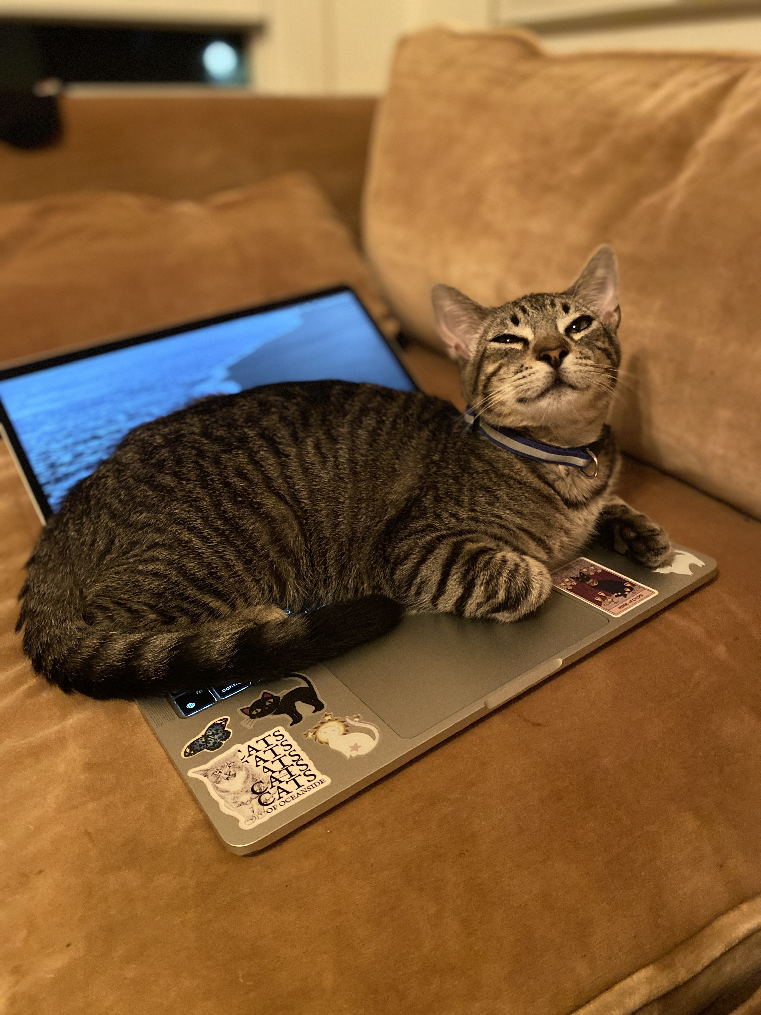 Enlarge Summer and Cash, a Adopted American Shorthair in Oceanside, CA image 3/5