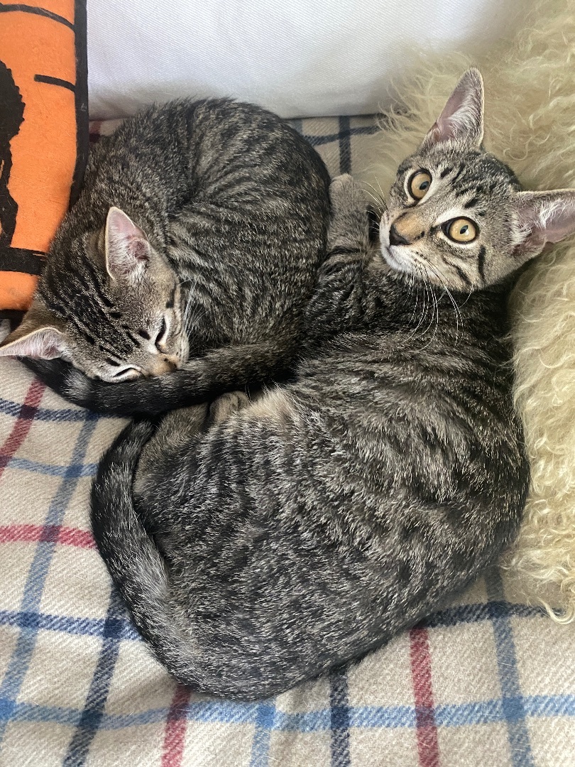 Enlarge Summer and Cash, a Adopted American Shorthair in Oceanside, CA image 4/5