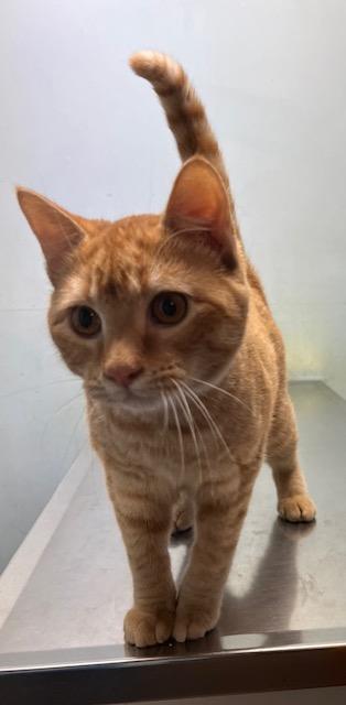 Leyla, Adopted, Young Female Domestic Short Hair.