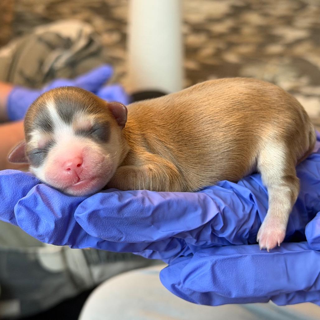 Evelyn C-34360, Adoptable, Puppy Female Yorkshire Terrier & Chihuahua.
