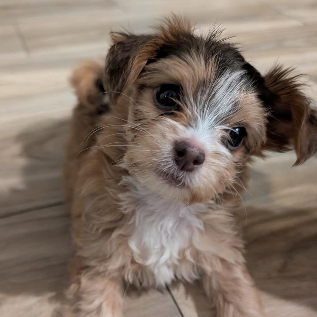 Enlarge Evelyn C-34360, a Adoptable mixed breed in Oklahoma City, OK image 3/6