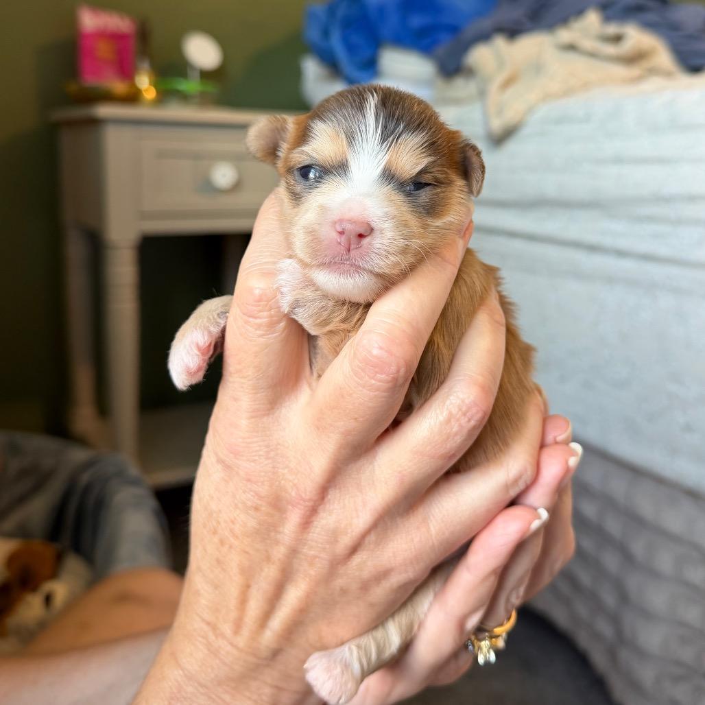 Enlarge Evelyn C-34360, a Adoptable mixed breed in Oklahoma City, OK image 4/6